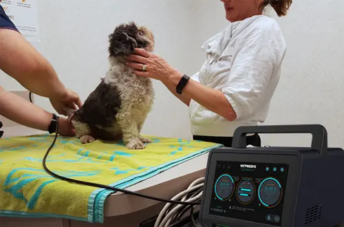 ¿La terapia con láser funciona para perros?