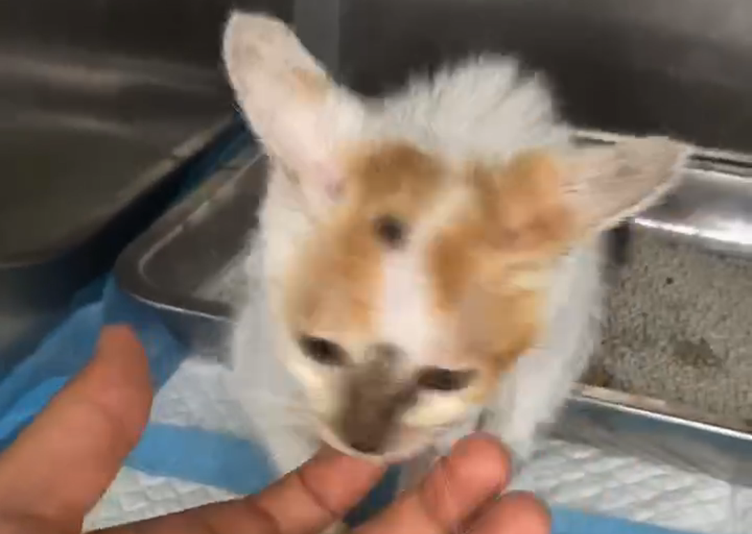 Vetmedix Case Sharing 丨El láser de alta energía cura heridas de fusión osteoarticular infectadas en animales pequeños