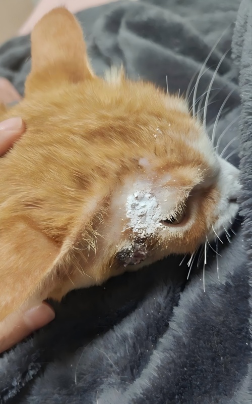 Vetmedix Case Sharing 丨 Caso de aplicación de la terapia con láser de alta energía en el tratamiento de la ulceración de la piel