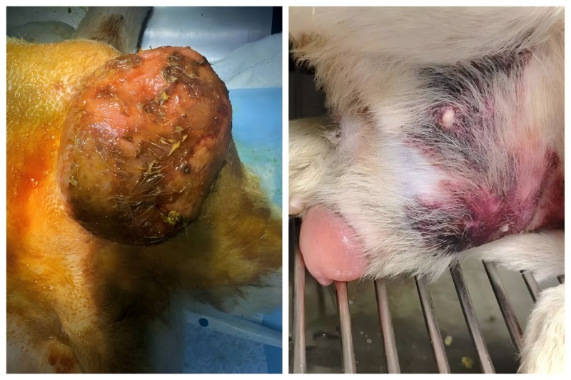 Intercambio de casos de Vetmedix 丨 Aplicación de la terapia con láser de alta energía en el tratamiento del agrandamiento prostático