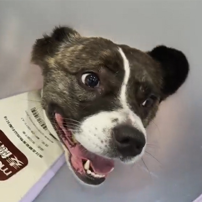 Informe de caso de Vetmedix 丨 El uso de la terapia con láser veterinario en el tratamiento de la neuritis aguda en un paciente canino