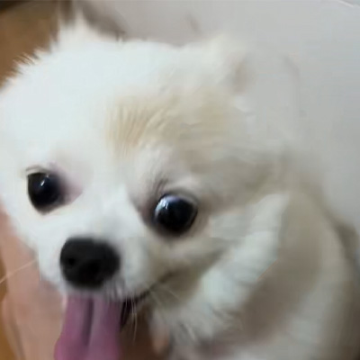 Vetmedix Case Sharing 丨 Caso de aplicación del láser de alta energía en el tratamiento de la tiña canina