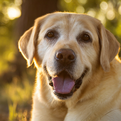 VetMedix Case Sharing 丨 Caso de aplicación de la terapia con láser de alta energía en el tratamiento de tumores perianales posoperatorios que no cicatrizan